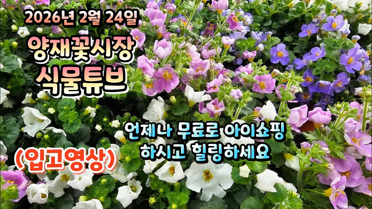 양재꽃시장 식물튜브 26년 2월 24일 입고영상 시청 하시면서 힐링타임 되시길 바랍니다~  #양재꽃시장 #식물튜브 #식물아빠 #여광일