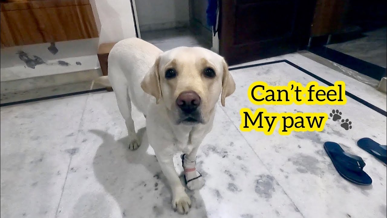 Max Reaction When I Made Him Wear My Socks Very Funny Dog