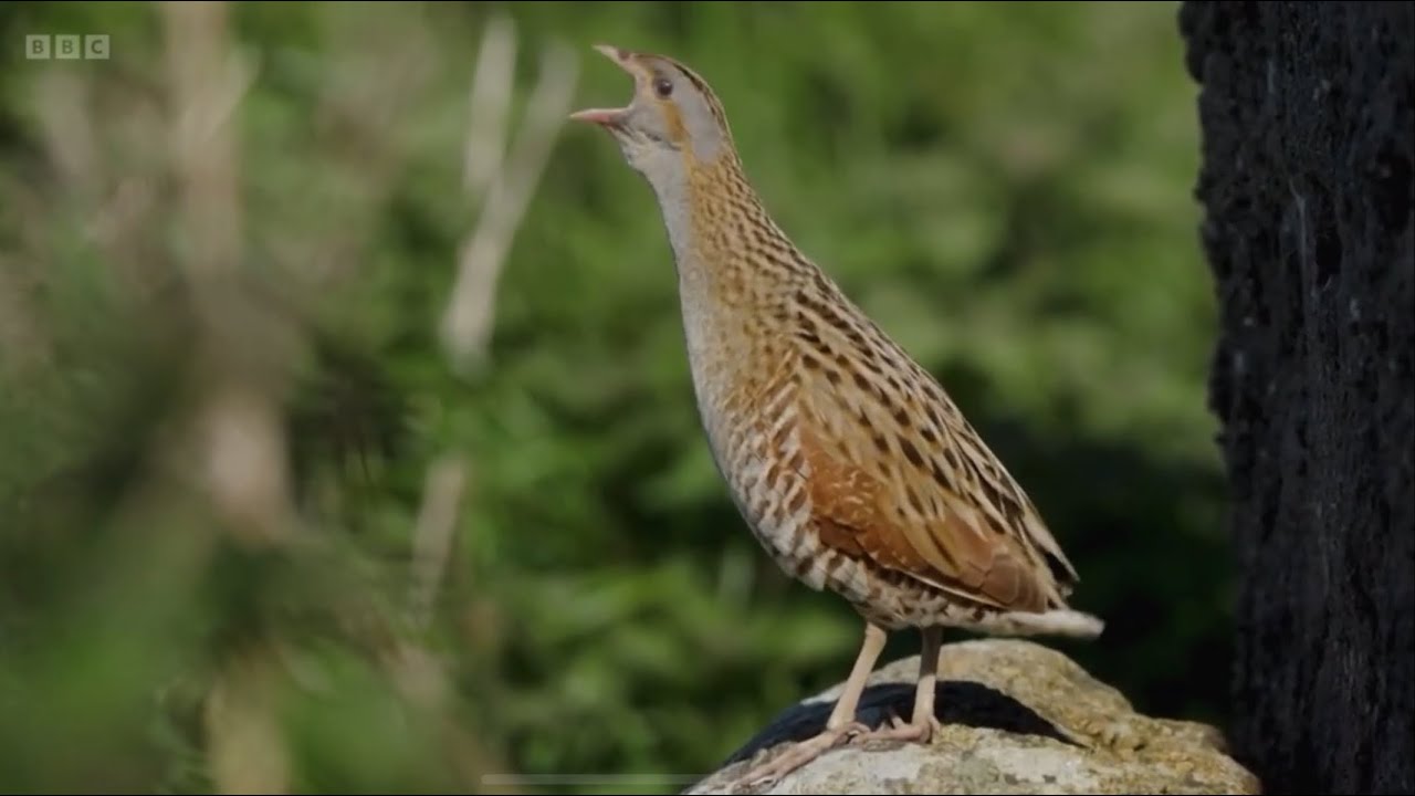 Ireland's last Corncrakes on BBC Springwatch