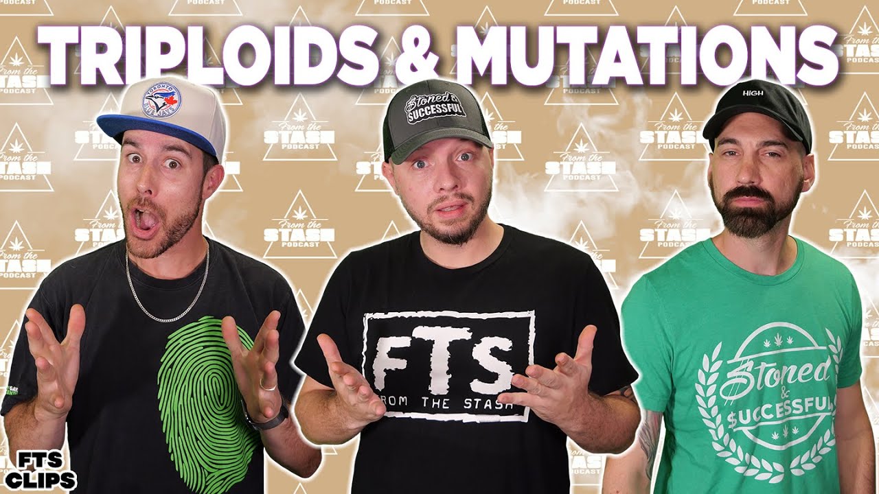 Триплоиды и мутации: хорошо это или плохо? &mdash; FTS Clips