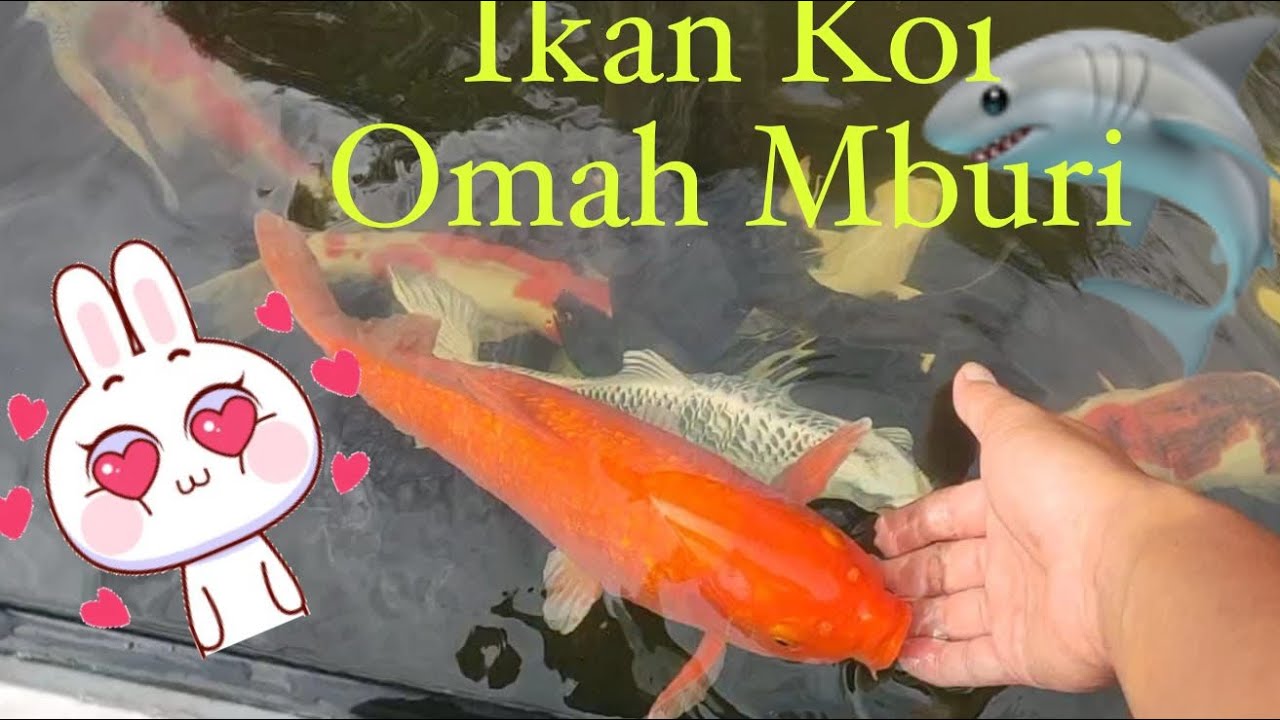 Koleksi Ikan Koi Omah Mburi || Kediri #dutafarmkoiblitar