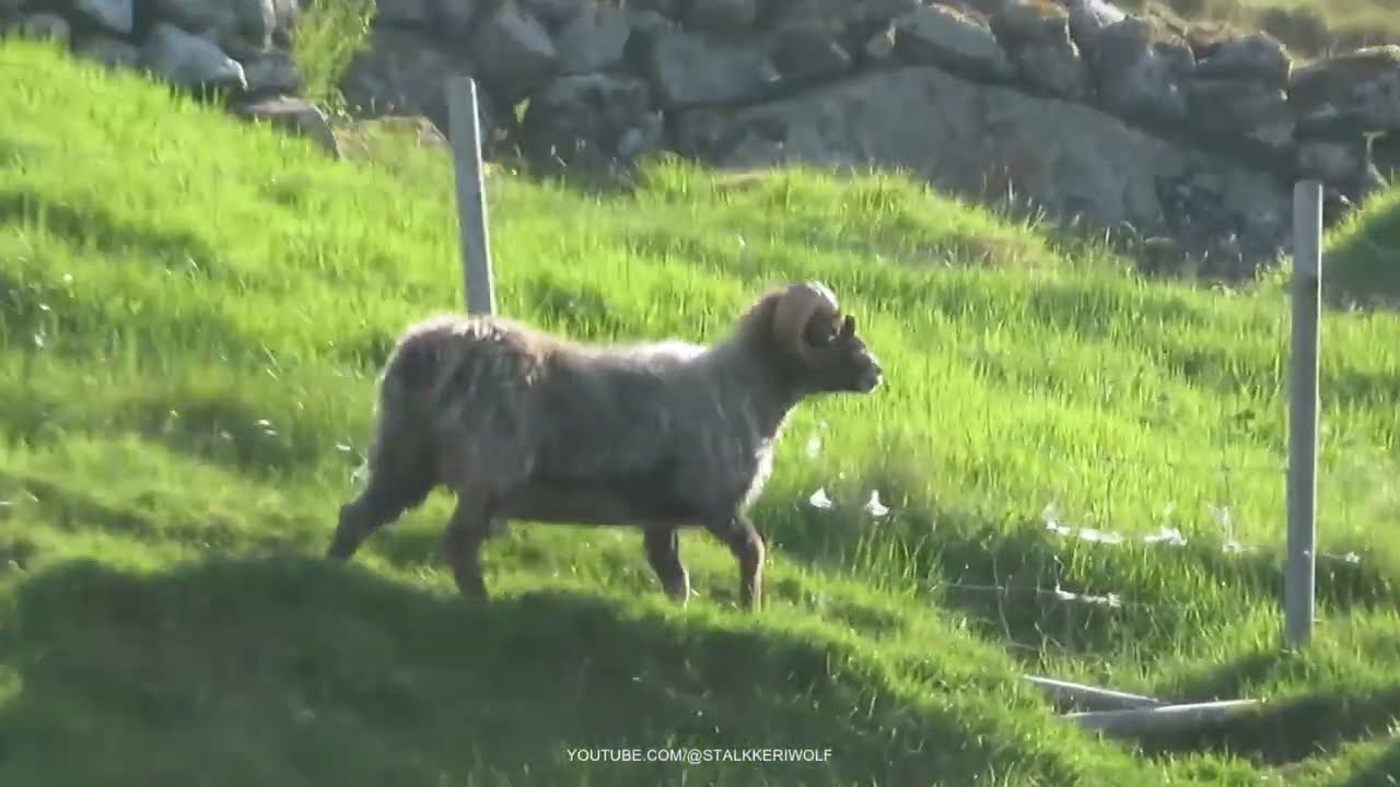 Faroese sheep F&oslash;royskur sey&eth;ur