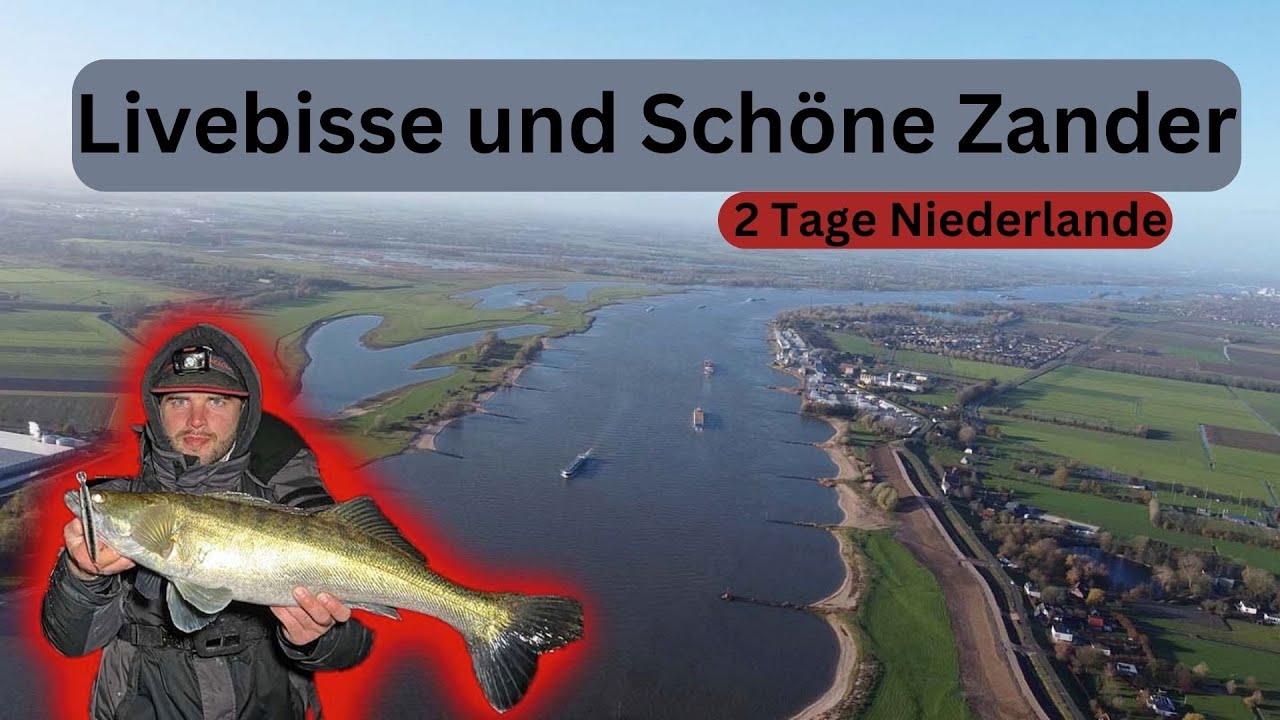 Livebisse und schöne Zander / Angeln Niederlande / Jiggen / Wobbler angeln