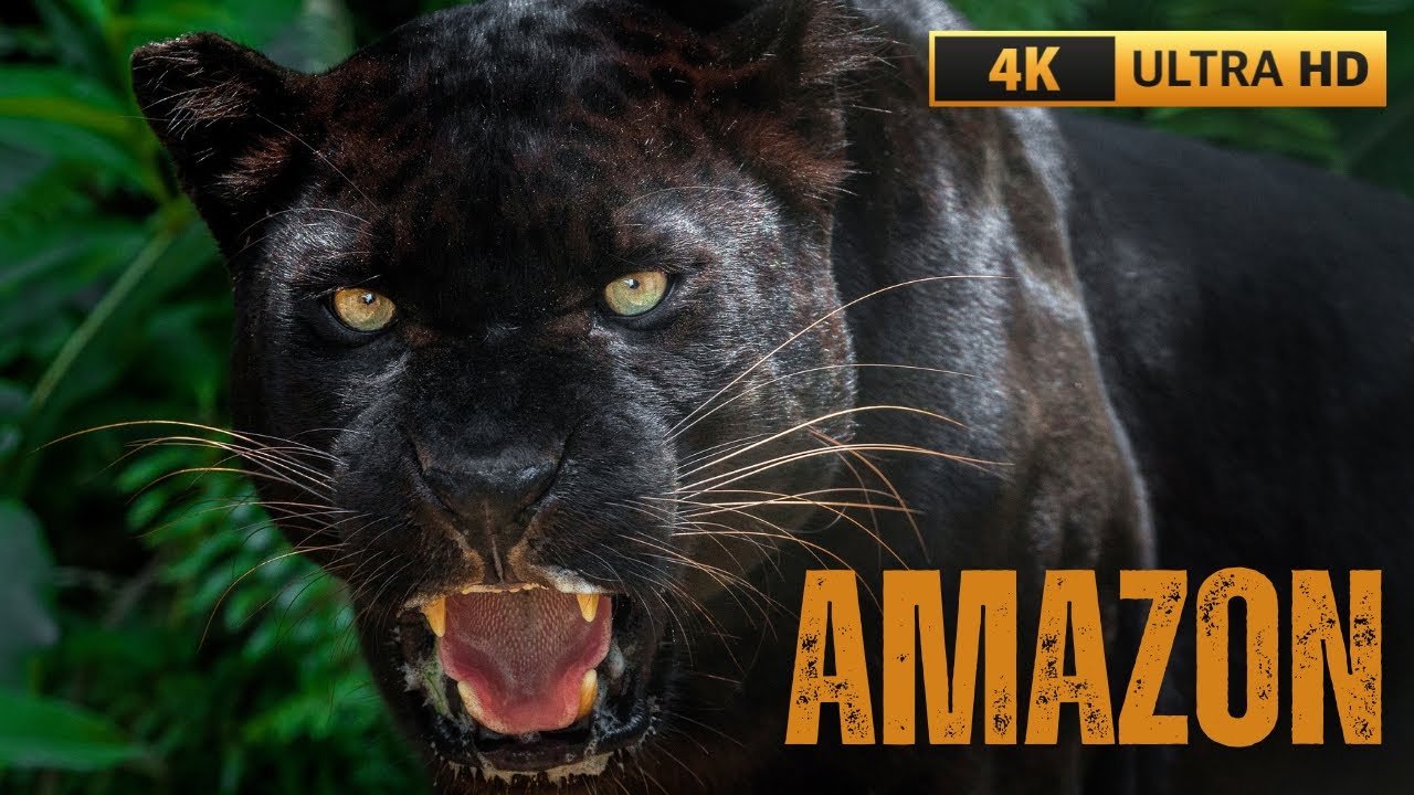 САМЫЕ СТРАШНЫЕ ХИЩНИКИ ЛЕСА АМАЗОНКИ - ВИДЕО ULTRA HD 4K