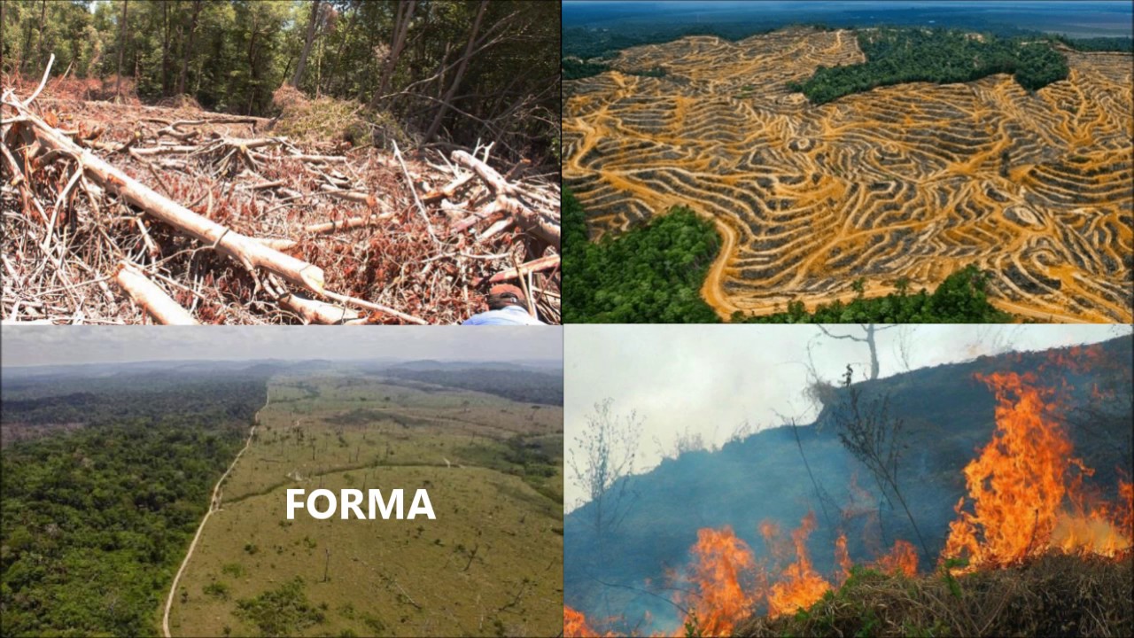 Restauración Ecológica