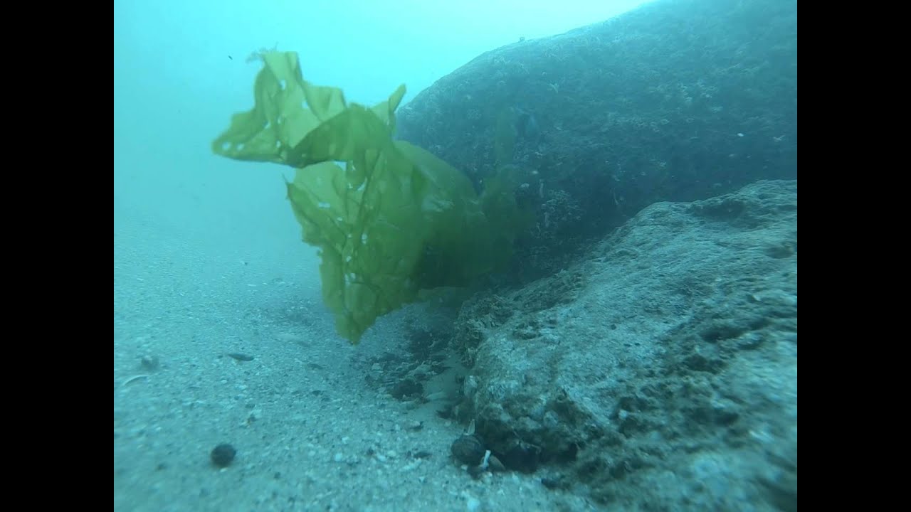 manasquan inlet drift dive 2 of 3