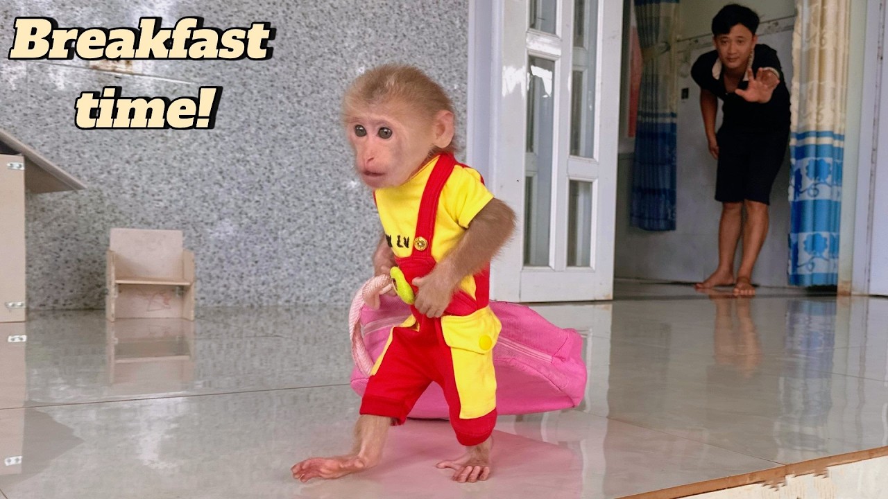 Cheerful Lulu Grabs Breakfast with Dad Before Visiting Two Poor Puppies