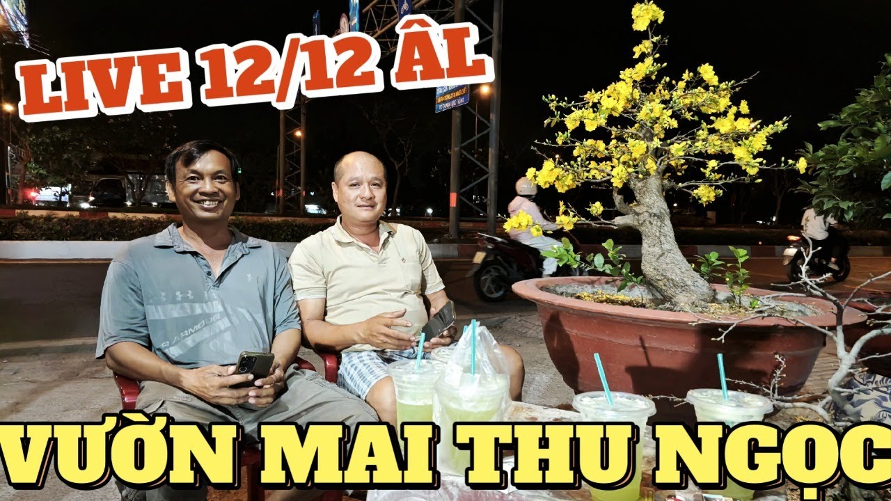 Live mai Tết giá rẻ 12/12 âl gốc tứ quý ghép SBSG Ba Nhân Thủ Đức ở vườn mai Thu Ngọc