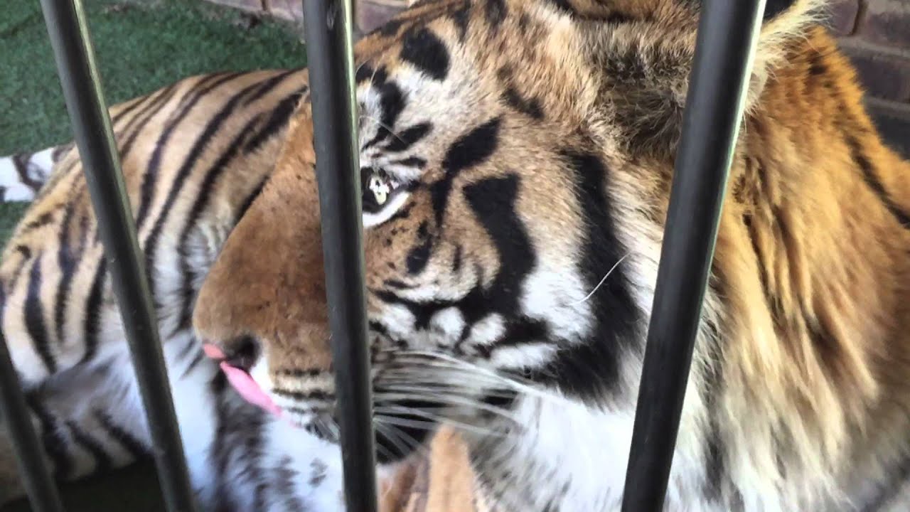 Try to stop this cat !