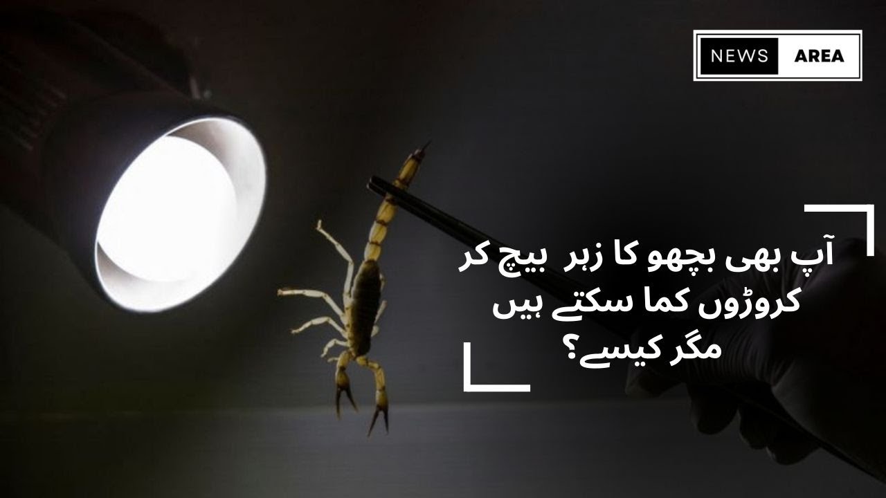 scorpion venom extraction/scorpion venom farm/How to earn from scorpion venom farm