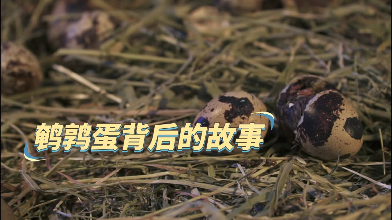 【生产者 Food Producers S2】鹌鹑蛋背后的故事：从孵化到餐桌