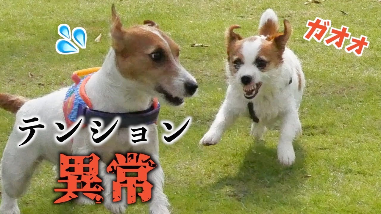 広大なドッグランで異常なテンションを見せる3匹のジャックラッセルテリア/多頭飼い