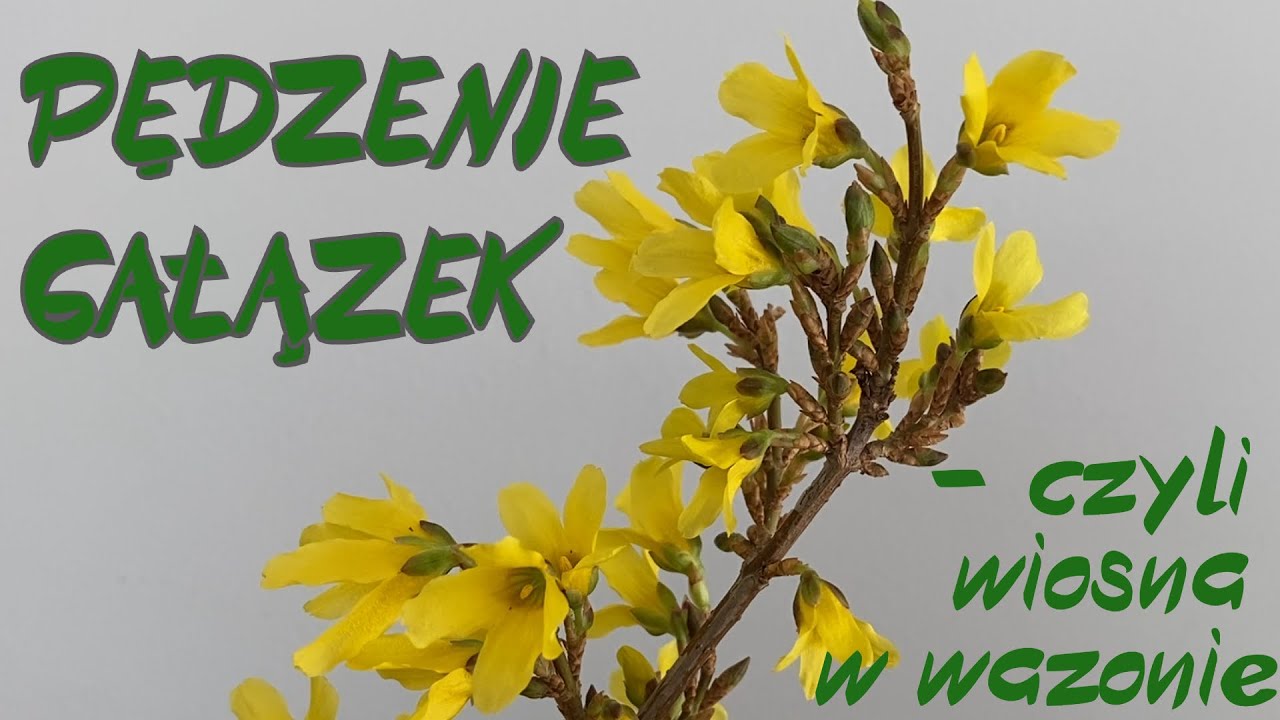 Wymuszamy kwitnienie krzewów. Zakwitną już w lutym! Prawdziwa wiosna w wazonie!