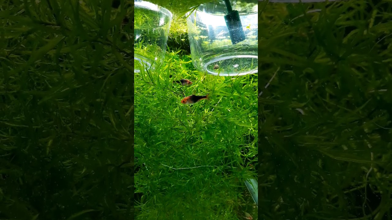 Purple Harlequin Rasboras