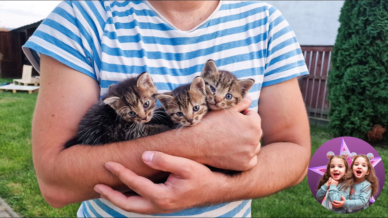 3 PISICUTE #cute #viral #kitty #twins