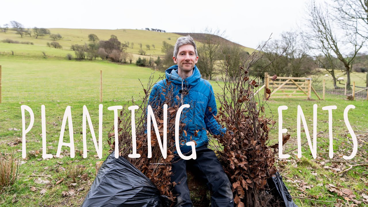 My Dream Smallholding: Planting up the bank