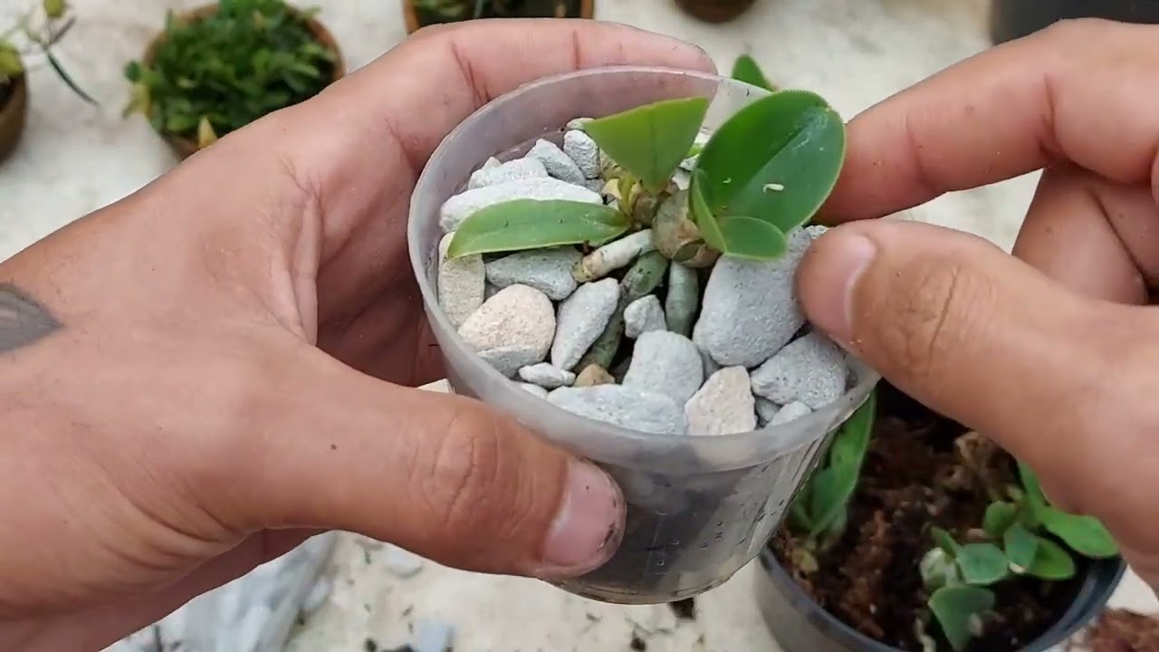 PLANTANDO CATTLEYA WALKERIANA NA PEDRA!!!