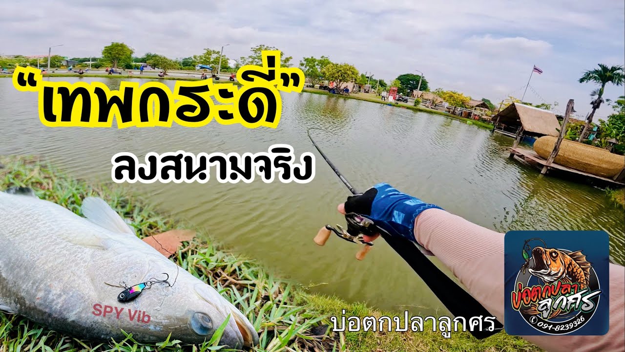 เทพกระดี่ ลงสนามจริง เก็บตกบ่อตกปลาลูกศร #ตกปลากระพง #กระดี่ SPY Vib