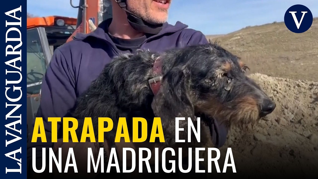 Los bomberos rescatan a una perrita tras quedar atrapada en una madriguera
