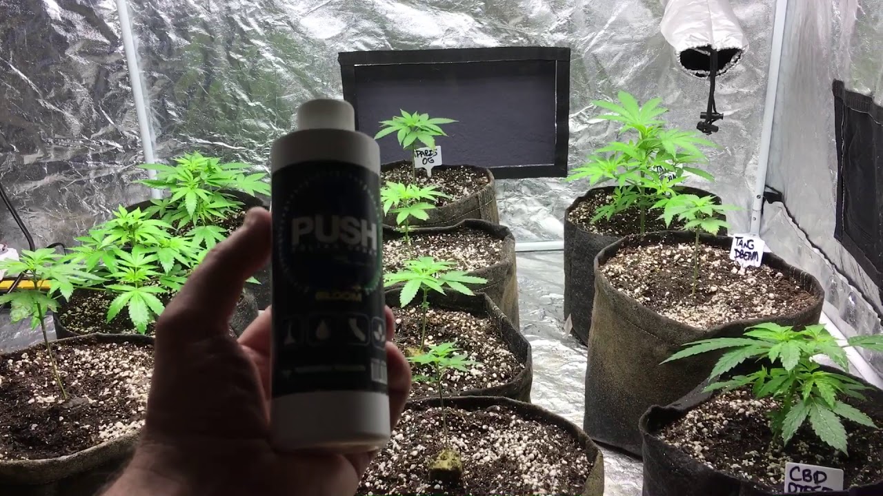 Seed to Shelf Check In - 1st Foliar Feed with Push by VegBloom and Why Werent You Live with Me???