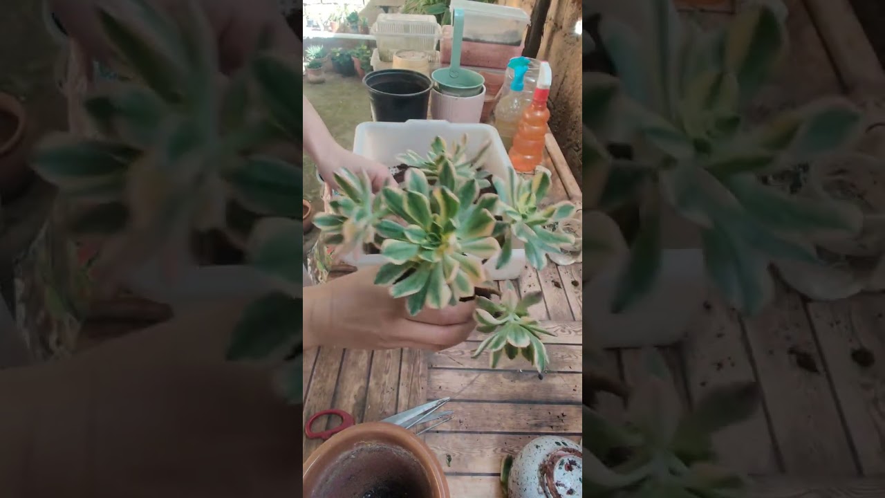 خطوات تغيير الاصيص لنبتة ايونيوم
