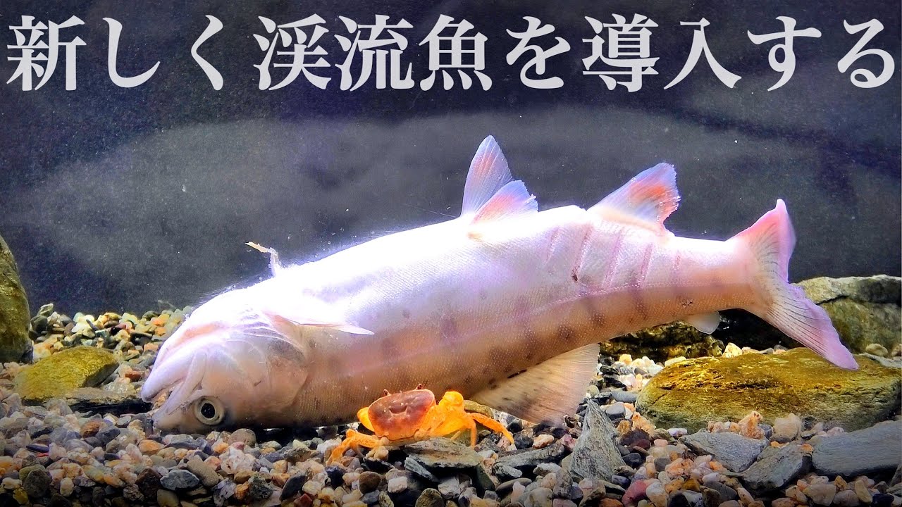 ヤマメありがとう。渓流水槽に新魚種を導入！