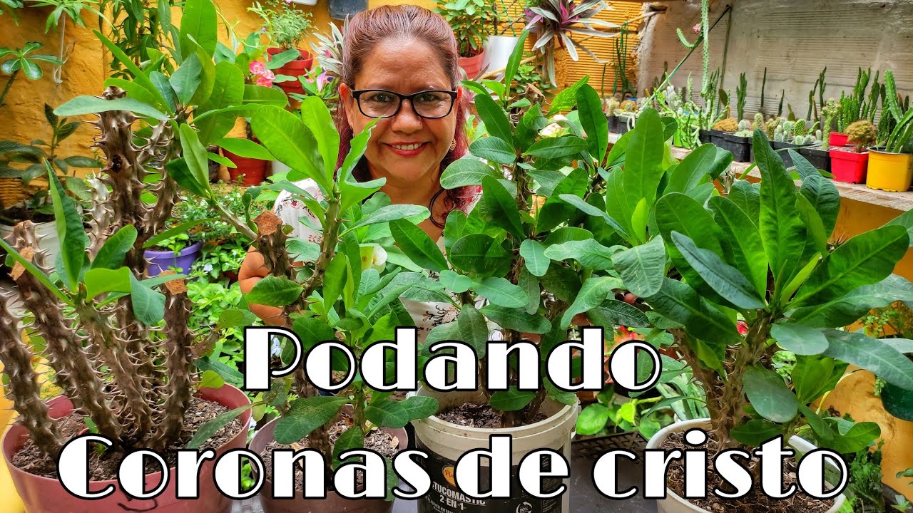 Aprende a Podar Tus Coronas de Cristo |Euphorbia Milii|