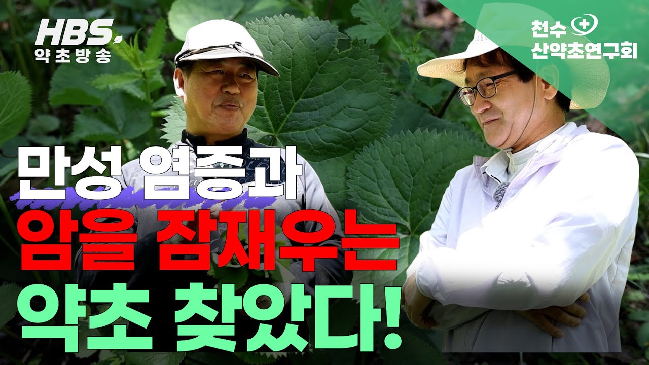 만성염증과 암을 잠 재우는 약초 찾았다