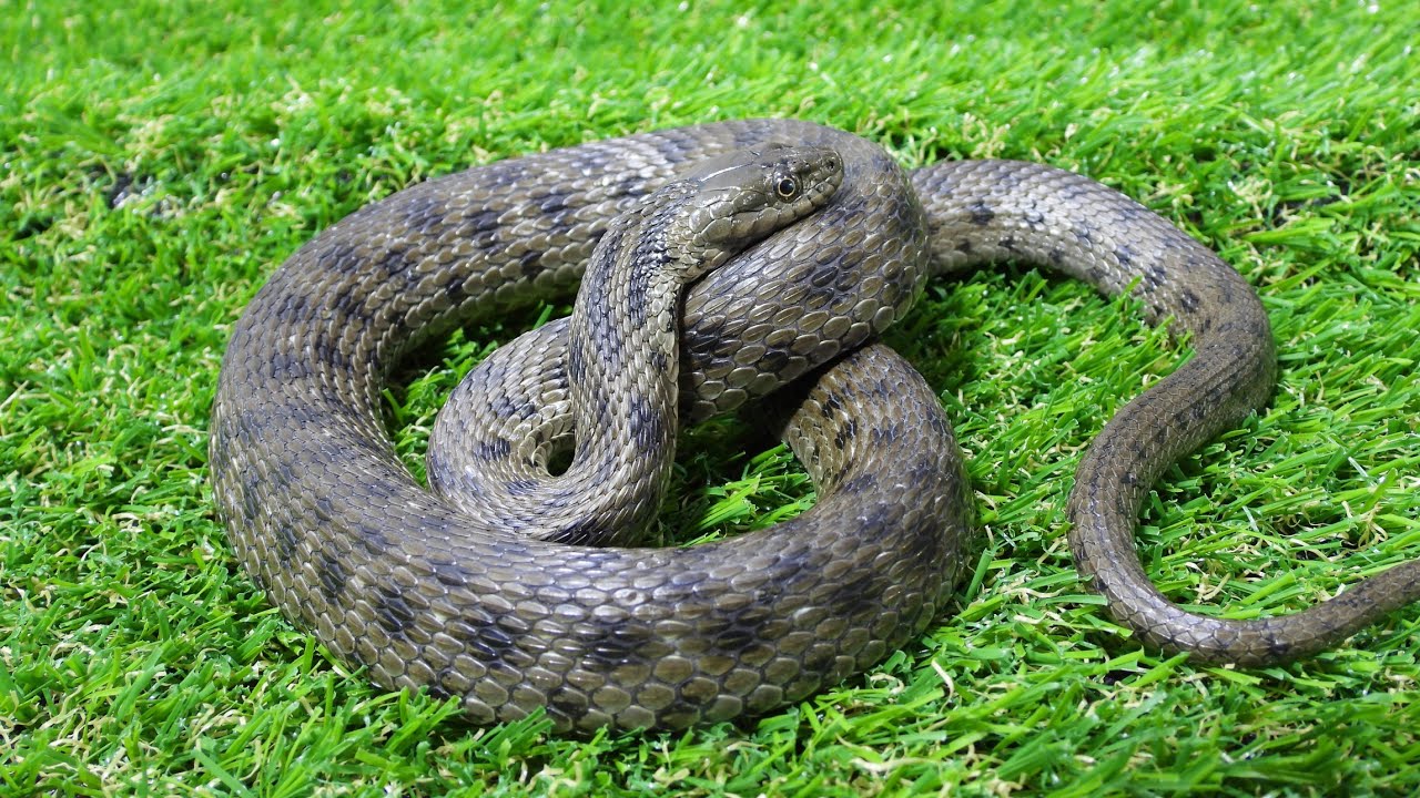 ثعبان النرد المائى Natrix tessellata الثعبان المظلوم  عن قرب مع احمد الدكرونى