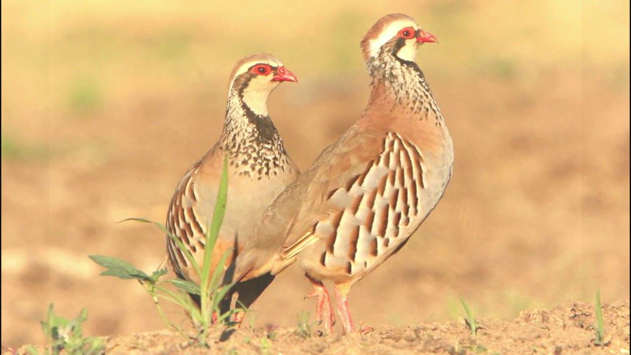 11minutes de chant de Perdrix rouge Red-legged Partrige -  Alectoris rufa,Perdiz Vermelha Comun ,