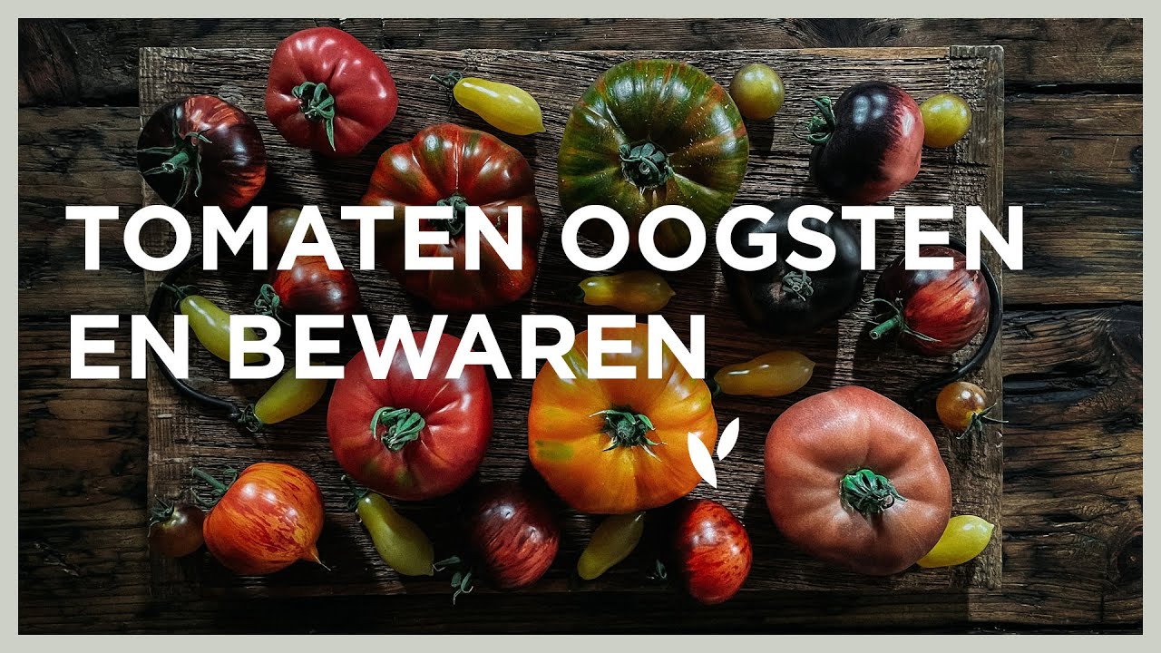 Tomaten tips: oogsten en bewaren & mijn favoriete variëteit 🍅 I Angelo Dorny