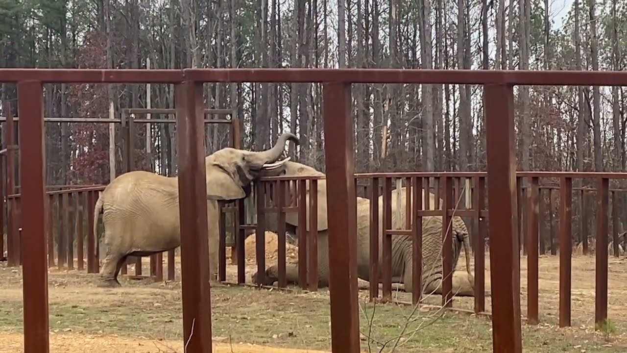 The Elephant Sanctuary | Osh and Nosey Meet