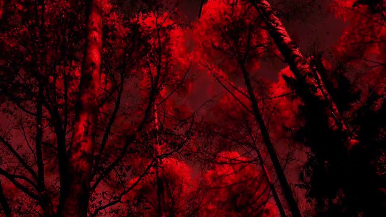 Alternative sleeping aid: Bloody woods