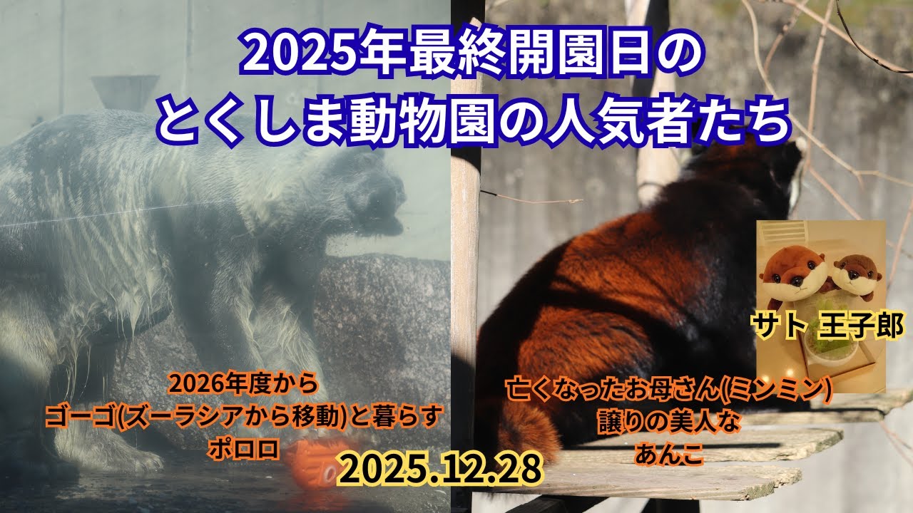 2025年最終開園日のとくしま動物園でポロロ(ホッキョクグマ)、あんこ(レッサーパンダ)を見てきました#動物園 #zoo #とくしま動物園 #ホッキョクグマ #ポロロ #レッサーパンダ #あんこ