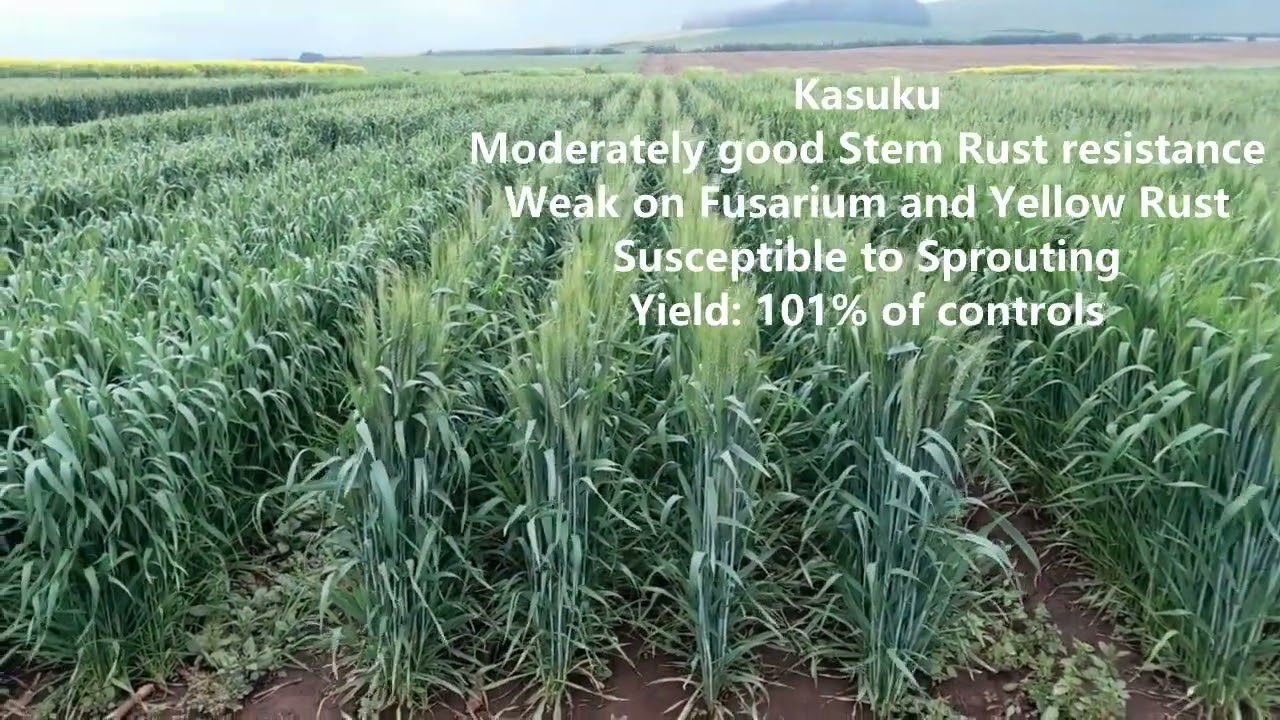 Kenyan Wheat Varieties Update 2024