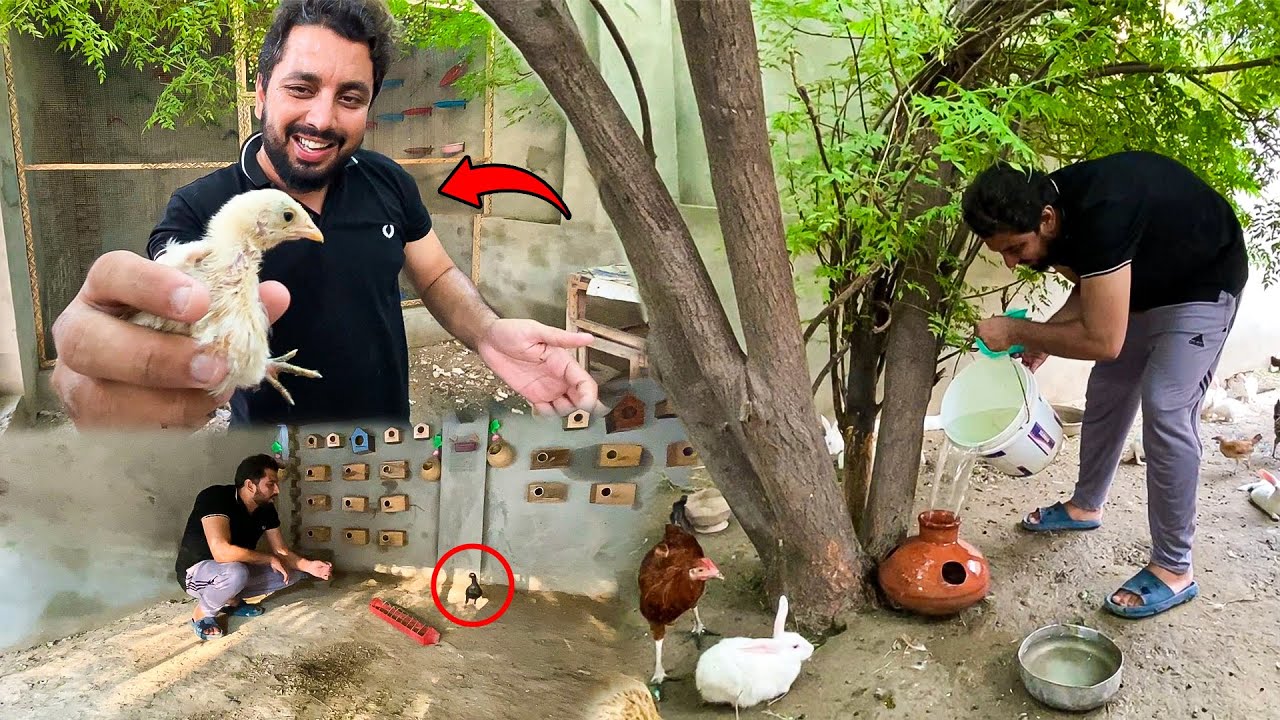 Dehati Mamu Mini Zoo Me Ab Pets Bachay De Rahe Hain 😍❤️