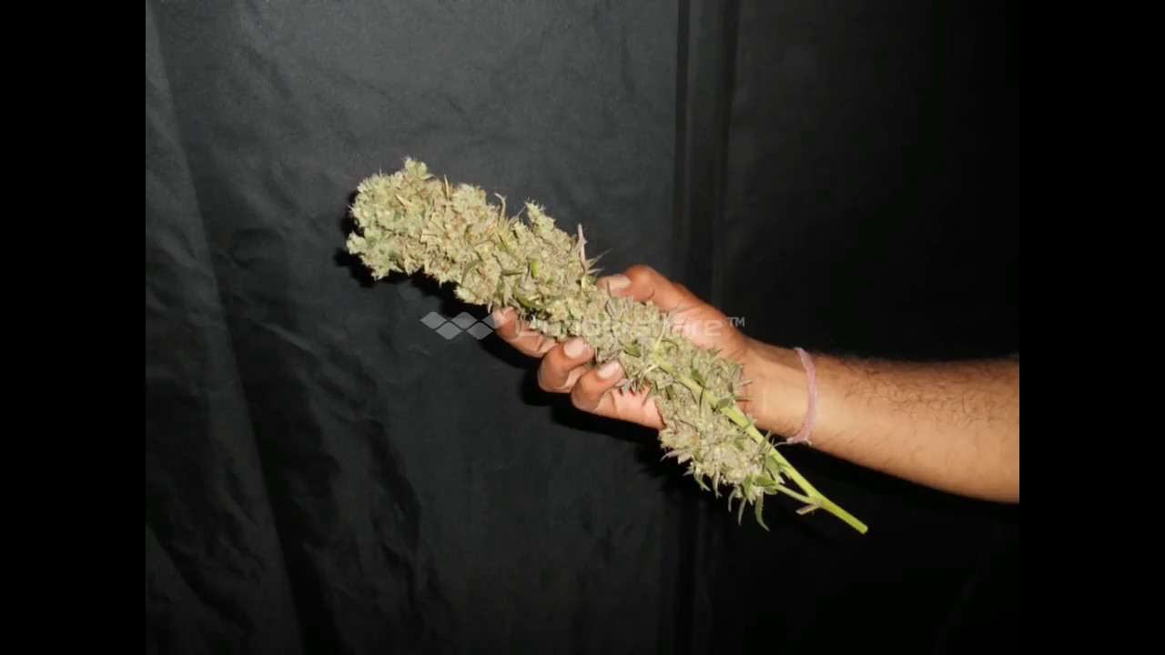 ledhydroponics Helios led grow lights & The Ultimate from Dutch passion seed company