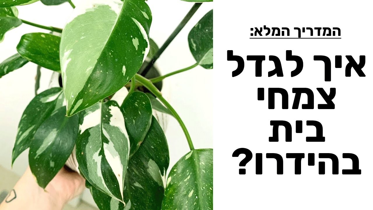 איך מגדלים צמחים בהידרוטון? - סמי הידרו לעצלנים