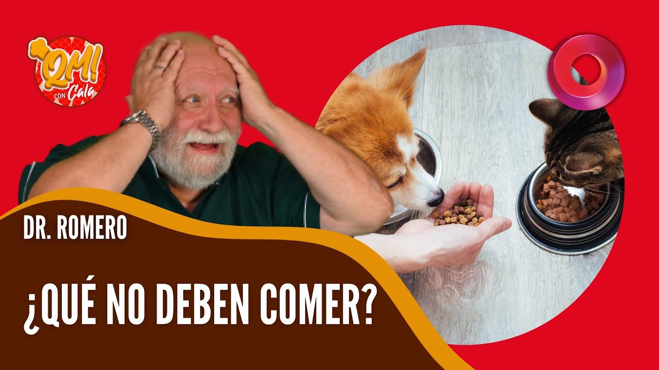 Alimentos prohibidos para perros y gatos