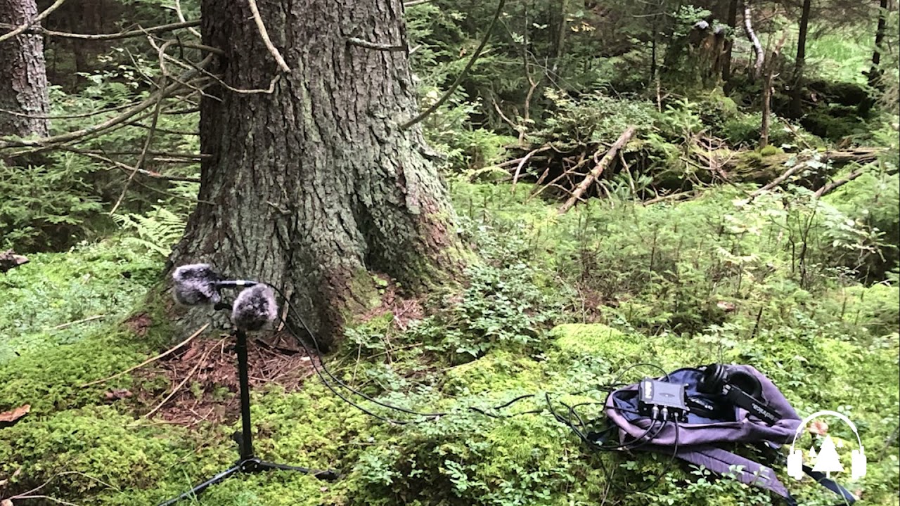 ASMR Gentle stream in the forest _  Deep Sleeping, Relaxing nature, Stress Relief