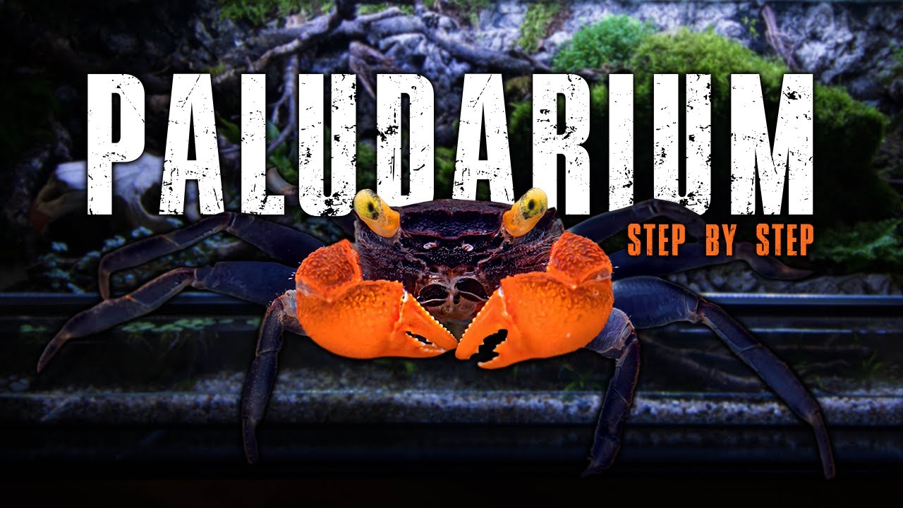 🦀 BUILDING A BIOACTIVE PALUDARIUM FOR VAMPIRE CRABS
