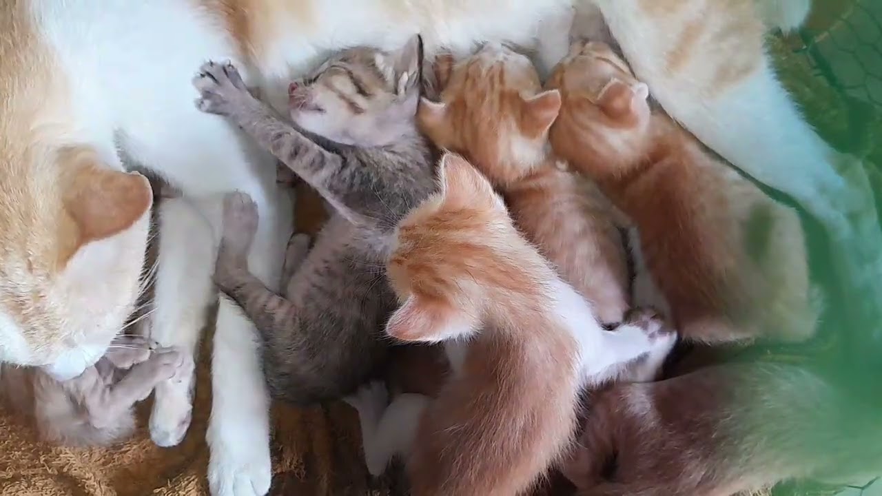 Very lovely, all the baby kittens are getting milk from mom 