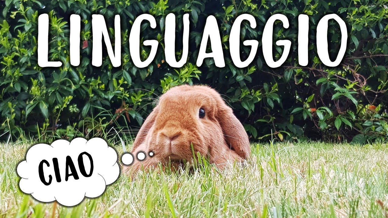 LINGUAGGIO dei CONIGLI - Linguaggio del Corpo