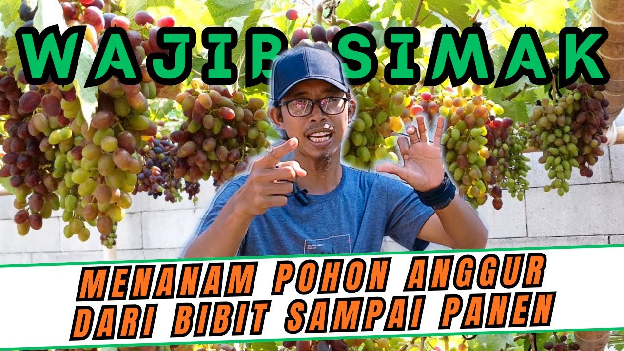 PENGINGAT KEMBALI UNTUK 2026‼️ RAHASIA MENANAM & MERAWAT POHON ANGGUR DARI BIBIT SAMPAI BERBUAH