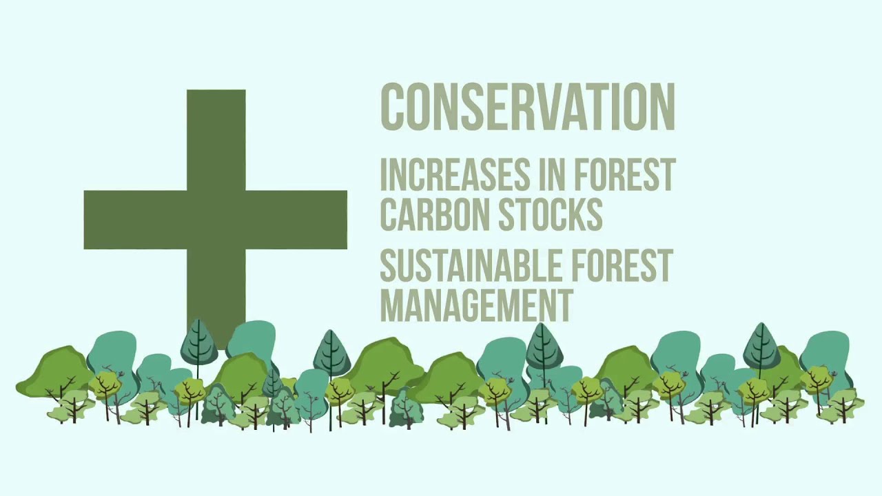 REDD + Forest and Climate Change