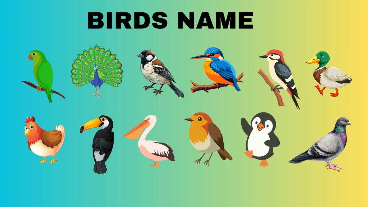Birds Name/List of different Birds/Learning with Debashree 