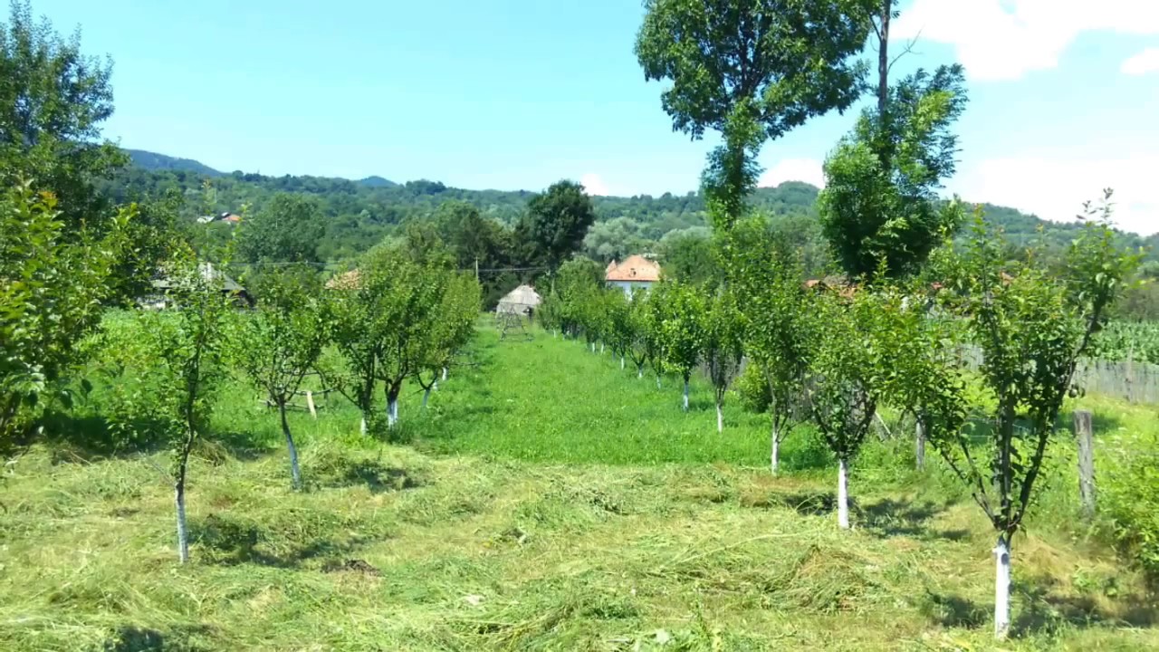 Livada mea de pomi fructiferi; pruni Anna Spath si Stanley; my fruit trees orchard; plum trees; 2016