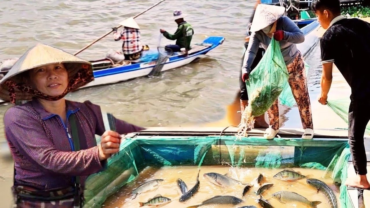 Mùa Nước Nổi 2025 – Sông Nước Miền Tây, Chợ Vùng Biên Tấp Nập Cá Đồng