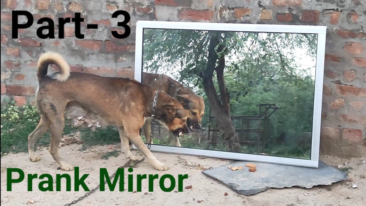 Dog🐕Mirror Prank Hilarious Funny Response Part - 3