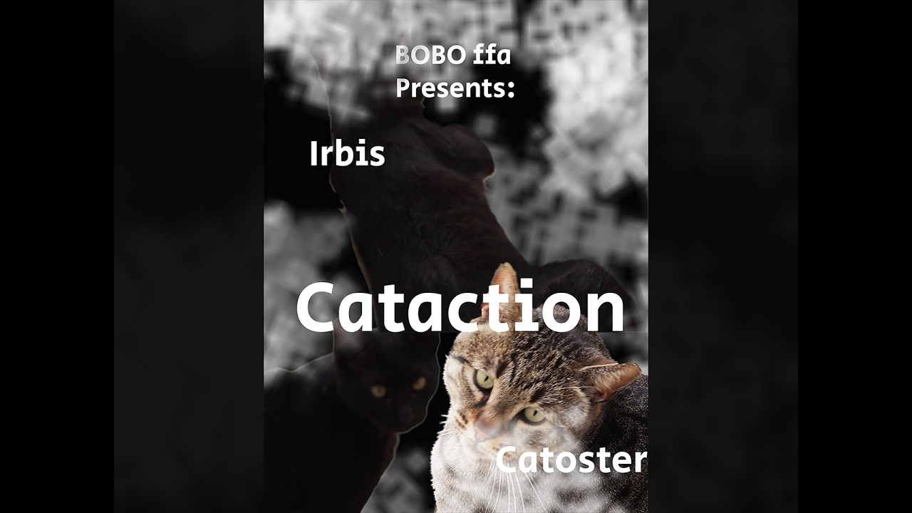 Cataction #cataction#cinema#cinemacat#funny#funnycats #actionmovie #action #cat #movie #comedymovies